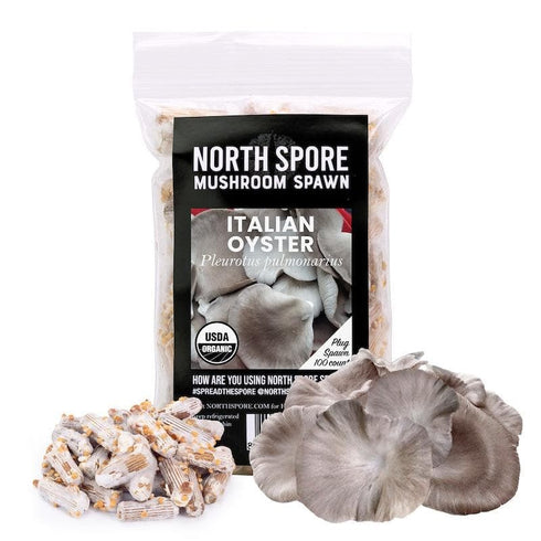 Organic Italian Oyster Mushroom Plug Spawn